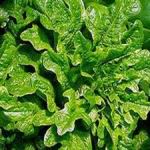 Lettuce - Oak Leaf - A vigorous grower that adds visual appeal to salads with ornate, deeply lobed, oak leaf shaped leaves. This is a cool-season variety but will do well in warmer months if you sow some every 2 to 3 weeks, provide part shade, even moisture and pick often. - Click for more details!