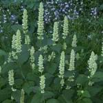 Agastache - Mint - Agastache needs long days. Up to 14 hours to set bud. You will love the aroma, flavour and look of this favourite. The flavour starts mildly licorice and finishes off minty. Outstanding as a garnish or for brewing tea. - Click for more details!