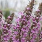 Agastache Mint (purple) - Agastache needs long days up to 14 hours to set bud. You will love the aroma, flavour and look of this favourite. The flavour starts mildly licorice and finishes minty. Outstanding as a garnish. - Click for more details!