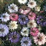 Love in a Mist - Direct sow this attractive, easy to grow the plant in a gorgeous airy mass. Produces pale blue, white or lilac blooms on delicate green foliage. They are a great cut flower filler and seed pods from these plants are used in dried flower arrangements. If some flowers are left to seed, they will self-sow making them a great wildflower. Easy to maintain. - Click for more details!