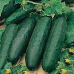 Cucumber - Produces loads of deep green smooth straight 8 inch long cucumbers that are 2 to 2.5 inches across. Very dependable producers with delicious flavour and juiciness. Perfect salad toppers and firm enough for decorative garnishes. Best grown in trellises. - Click for more details!