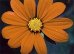 Mexican Sunflower - Brilliant orange with yellow centers. These plants produce a profusion of daisy-like flowers that butterflies and hummingbirds will love. This heat-loving, easy to grow and care for the plant and makes a great cut flower. Brilliant and long-lasting. - Click for more details!