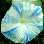 Morning Glory - A show-stopping blue on white flowers in an interesting striped and spattered form. Easy to grow and difficult to find. These are non-invasive like its cousin bindweed, which is often called Morning Glory in error. These trailing vines will soon become a favourite. Carnival of Venice makes a bold but elegant statement on fences & trellises in the garden. Appreciates cool roots so mulch is recommended. Morning Glory is often mistaken for the dreaded bindweed. While they are similar, this variety while a vigorous grower does not carry the same hyper invasive qualities as bindweed. - Click for more details!