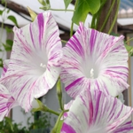 Morning Glory - Venice Pink Morning Glory put on quite the show in blooms and duration. These vining plants can grow to 15 ft and are not picky about the soil. An annual plant that makes a statement. May self-sow but is not as invasive as the white-flowered bindweed that is often mistaken for this variety. Excellent climber and hummingbirds and bees will visit often. - Click for more details!
