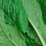 Mustard Greens - Easy and quick to grow. Produces dark green and large round leaves of excellent flavour and texture that add to the vitamin content and variety in salads. High cold tolerance for early crops. - Click for more details!