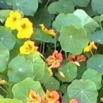 Nasturtium - Nasturtiums are extensively used in organic pest control. They are beneficial in attracting aphids away from other prize plants as well as attracting beneficial hoverflies that eat them. Easily grown in any soil and blooms for long periods. Nasturtiums require little water and no fertilizer, as enriched soil tends to produce more foliage than flowers. Use the brilliant colours of the flower petals and spice of the leaves as a garnish or to add the finishing touch to your garden fresh salads. Sweetly scented edible flowers and spicy scented foliage attracts hummingbirds. - Click for more details!