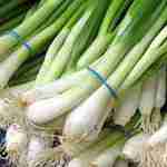 Green Onions -Tokoyo - This amazing Japanese heirloom is grown as a bunching or long green onion. Prized for its uniform growth, mild flavour and disease resistance. Excellent for fresh eating in salads, soups, stews, or on potatoes or eggs and garnishes. - Click for more details!