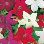 Nicotiana/Scented - A bountiful mix of whites, pinks, purples and reds. Your olfactory senses will be delighted by its scented flowers, especially closer to the evening and just before it rains. A bright, visually pleasing addition to any cut-flower arrangement. Attracts pollinating insects, hummingbirds and butterflies. - Click for more details!
