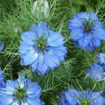 Love in a Mist - Direct sow this attractive, easy to grow pale blue, white or lilac on delicate green foliage. They are a great cut flower filler and seed pods from these plants are used in dried flower arrangements. If some flowers are left to seed, they will self-sow making them a great wildflower. Easy to maintain. - Click for more details!