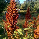Giant Orange Chinese Amaranth - Large attractive plants with edible leaves that produce up to 1 pound of edible nutritious seeds per plant. Easy to grow and attractive in all types of gardens. Produces giant golden orange seeds heads suitable for dried arrangements. Also known as Chinese spinach. Harvest leaves and stems for fresh eating or lightly cooked. Excellent source of carotene, iron, calcium, protein, vitamin C and minerals. - Click for more details!