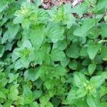 Greek Oregano - Notes: True Greek Oregano. Strong flavour and scent. In warmer climates can become a semi-hardy perennial that produces a bountiful crop, of pleasantly aromatic foliage and flowers. For optimum growth and flavour, plant in fertile, moisture-retentive soil. Greek Oregano is most often used in tomato sauces, meats and stews and is a great addition to any spicy dish.
dish. - Click for more details!