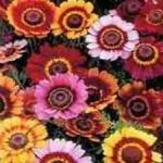 Painted Daisy - An intensely coloured mix of flowers, suitable for cutting and adding life to any arrangement.Great for beds, borders, containers. Does well in even moisture. - Click for more details!