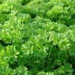 Parsley - Parsley flavour complements any dish without ever dominating the taste. This variety features deep green, ruffled foliage and has a vigorous growth habit. It is a biennial or tender perennial that when planted with roses enhances its fragrance. Also used extensively as a garnish and for its superior breath-freshening qualities. - Click for more details!