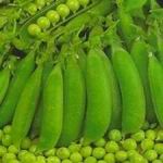 Peas - Green Arrow - Pods are born in pairs, which makes picking easy. Heavy yields and superb flavour. For successive crops, plant at 2 to 3-week intervals until mid-spring. Peas are a valuable source of vitamin C, A and fibre.
Provide support for best results. Excellent for freezing. - Click for more details!