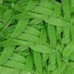 Peas Oregon Sugar - An unyielding producer of medium green 2 - 3 ft vines with 3 inch sweet string-less edible pods. Gives great taste, texture and colour to all your vegetable dishes raw and cooked. Peas are a valuable source of vitamin C, A and fibre. Harvest before peas enlarges for best results. For successive crops, plant at 2 to 3-week intervals until mid-spring. - Click for more details!