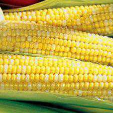 Corn - Peaches & Cream - Sweet, Crisp and Tasty. Plant in staggered rows for best pollination. Produces 6 - 8