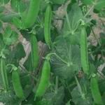 Peas - Edible Russian Soup - Russian Soup Pea produces crops of sweet juicy peas on tall vined plants and displays beautiful bi-coloured purple flowers. This variety is an especially well-adapted heirloom pea, suited to freezing or for drying for delicious healthy soups in the winter months. Popular for those who want a splash of colour in their vegetable garden as well as an abundant crop.A must-have! - Click for more details!