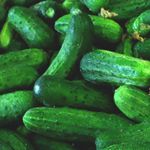Pickling Cucumbers - Homemade pickles provide loads of solid, crisp, sweet and tasty pickling cucumbers. Harvest when small for baby pickles or at 5-6 inches for larger pickles or spears. Grow on a cage or trellis for longer, straighter fruits. Keep well picked for larger yields. Proven disease resistance. - Click for more details!