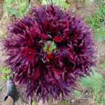 Poppy - Black Swan Lace - A picture is worth a thousand words. These eye-catching show stoppers will fill any early Spring garden with colour and interest. Exquisite in day bouquets. - Click for more details!