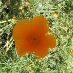 Poppy - California - Fast-growing plants with blue-green leaves and mounds of bright orange blooms. They thrive in warm, dry conditions and are amazingly frost hardy. Sow seed in early Spring directly to your planting location as seedlings dislike being disturbed. Great for a wildflower garden as it self-sows. Deadheading prolongs the bloom period. - Click for more details!