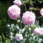 Poppy - Pink Pom Pom - Multi petaled, soft pink flowers on easy to grow plants that do well in any soil. Produces flowers 12 weeks from Spring sowing. Large full peony like flowers. Seed heads great for dried arrangements or other crafts. Collected seeds can be used for topping homemade breads & muffins.
- Click for more details!