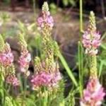 Purple Toad Flax - Stunning purple pleated flowers that make a bold statement in beds and borders. Bouquet filler. - Click for more details!