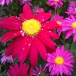 Pyrethrum Daisy - Trusty early blooming perennial and long-lasting cut flower that is deer resistant and drought tolerant. Striking daisy-like flowers, on strong stems, from slightly scented, feathery foliage in a range of pink and magenta shades. The great focal point for garden spaces and bouquets.Easy to grow and care for. A favourite of ours because of the early spring pop of colour it brings to our garden space. - Click for more details!