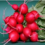 Radish - Cherry Belle - Great for small spaces as this radish boasts a shorter top than most varieties. Radish can be planted to discourage cucumber beetle, squash bug and stink bug. - Click for more details!