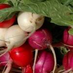 Easter Egg Radish - A selection of uniformly sized radishes that matures in 25 days. They add great colour, flavour, Vitamin A & C to salads and meals. Try eating the seed pod after the plant has bolted. radish can be planted to discourage cucumber beetle, squash bug, and stink bug. Staggered plantings can provide fresh radish all season. - Click for more details!
