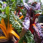 Rainbow Swiss Chard - We sell out of this very quickly every year. Its attractive Orange, Pink, Red & Yellow and white veined stems are a salad and garnish lover's best friend. An outstanding edible and ornamental cold-hardy plant that adds colour to salads, garnishes and cooked vegetable dishes. All parts of this plant are edible and high in vitamin content and fibre. Tasty fresh or cooked, pick the outer leaves and allow this biennial to continue growing.
The second image is of Swiss Chard in its second year. A stunning focal point even if you're not a fan of eating it. The seed heads are even more interesting and a great natural bird feeder if you're not planning on saving the seeds. - Click for more details!