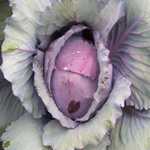 Cabbage - Red Acre cabbage produces 6