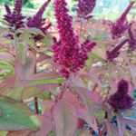 Amaranthus - This sought after ancient Aztec gluten-free grain is related to Quinoa, Beet and Chard. Five to six-foot-tall at Summers end, and they produce plumes of highly ornamental wine-red flowers and edible burgundy leaves. Highly ornamental and produces an abundance of white seeds.
Beautiful, edible and easy to grow. - Click for more details!