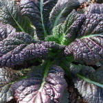 Red Giant Mustard - A hardy annual herb and vegetable with extra large deep red leaves and delicious tangy flavour. Harvest as required using a few leaves per plant in salads and stir-fries. Ideal for using in a child's garden because of ease and speed of growth and decorative qualities. - Click for more details!