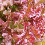 Red Oak Lettuce - Also known as Salad Bowl lettuce and produces an abundance of loose oak leaf type lettuce with deep red leaves even in cool weather or shading in summer. Mild sweet flavour and appealing colour make it a favourite with kids. Excellent addition to cut and come again mixed salads. Colour is stronger in cooler weather, and this variety is also slow to bolt. - Click for more details!