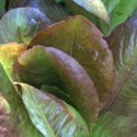 Red Romaine Lettuce - Devils Tongue is quite unique in colour and shape. Green overlayed in red on plants that grow up to 8 inches. New growth is a deep rich red adding early and late colour to your gardens and salads with successive plantings. - Click for more details!