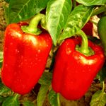 Peppers - Calfornia Wonder - Delicious, sweet and mild with thick flesh. These 18 to 24 in plants give great yields of 4 to 4.5-inch fruits, that will ripen to red with adequate heat. - Click for more details!
