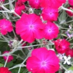 Lychnis - This perennial forms dense clumps of silver-white foliage and multi-branched, gray-green stems and produces masses of deep to moderate pink blooms for much of the summer. They are very drought tolerant and are known to be deer resistant. Its unique foliage provides contrast amongst other standard green plants - Click for more details!