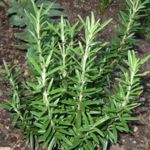Rosemary - Incredible aroma. Add it to your herb garden or grow in a pot on its own. There is nothing like cutting your own Rosemary from the seedlings you so carefully tended to. And bragging rights are definitely in order when you succeed. - Click for more details!