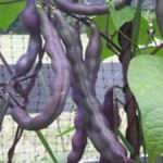 Beans - Royal Purple - This semi-bush bean produces big dark purple pods that turn green after 2 minutes of cooking. Makes a perfect indicator for blanching and freezing at home. EXCELLENT FLAVOR! Beans are high in dietary fibre, protein and are an excellent source of iron, potassium, selenium, thiamine, vitamin B6, and folic acid. - Click for more details!