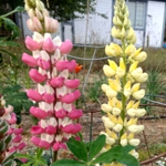 Lupines - Produces an abundance of full erect spires making it a perfect choice for that easy care garden you dream of. Snip the early blooms to encourage a flush of colour. Thin foliage out on established plants for healthier plants - Click for more details!