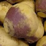 Winter Turnip - The most popular of Winter or Swedish turnips. These cool weather plants have a rich red-purple top on their smooth globe shaped roots and white flesh. Flavour enhances after frost. Excellent in Vegetarian dishes. Sow again in late summer for an autumn crop. - Click for more details!
