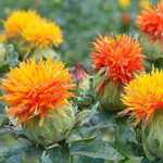 Safflower Mix - An ancient heirloom plant that is grown for its oil, for a saffron substitute and for its brilliantly coloured dye. You will fall in love with this extremely easy to grow these plants for their abundant, feathery, thistle-like, bright yellow and orange flowers. These deer resistant plants are excellent cut flowers. - Click for more details!