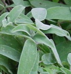 Culinary Sage - Attractive, drought-tolerant and produces unique purple flowers. Use for flavouring meat, soups, stews, salads and stuffing. Prune early in Spring to help keep plants bushy. Highly aromatic and may be used as a gargle to aid in soothing inflammation of the nose and throat. Easy to grow. - Click for more details!
