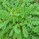 Salad Burnet - A very easy to grow, hardy perennial herb. Grown for its strong cucumber flavour and decorative serrated leaves. EXCELLENT in mixed salads, soups, dressings and casseroles, cream cheeses and herb vinegar. Salad Burnet is drought tolerant and its unique leaves add ornamental value. Young and tender leaves have the best flavour. - Click for more details!