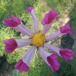 Cosmo Mix - With this fabulous flower, it is easy to grow a mix of pink and white conversation pieces. Sporting its delicate tube-shaped petals and soft green,fern-like foliage creates an excellent backdrop or focal point for any garden. Prefers poor soil conditions and shelter from strong winds. Cosmos are great for cut flowers for their unique flowers and airy foliage. - Click for more details!
