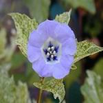 Shoo Fly Plant - Beautiful blue to purple flowers on rapidly growing plants, Seed pods are used dried in arrangements. Though there is no detectable odour, flies are said to flee this plant. We believe this because the pods when dry resemble a small hornets' nest. TRULY WORKS! - Click for more details!