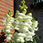 Snapdragon - Glowing white snapdragons that are easy to grow, cold-hardy, free-flowering, sweetly scented and make an excellent cut-flower. The blooms are a special adaptation of nature that allows the bumblebee to be the only pollinator strong enough to open them. Snapdragons are deer resistant and self-sow making them a perfect pick for wildflower gardens and rural areas. Blooms June to heavy frost. - Click for more details!