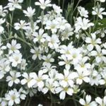 Snow in Summer - Hardy, dwarf, trailing and drought-tolerant plants with silvery foliage, covered in a blanket of white blossoms. Great for rock gardens and walls. Early bloomer. Sheer spent flowers to promote further blooms. - Click for more details!
