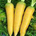 Carrots - Solar Yellow - This carrot has a golden yellow colour with crisp, sweet flesh. You really should try it. We know you will be pleasantly surprised by its harvest size and taste. Solar Yellow carrot produces 6 to 7 in. long carrots that should be planted in rock-free soil. Great in raised beds. Plant from Spring to Summer in staggered batches for continuous fresh produce. Carrots thrive when planted near lettuce, chives, leeks, rosemary, sage, peas and wormwood. - Click for more details!