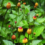 Spilanthes - Spilanthes is a tropical perennial in its native Brazil and Africa but is grown as an annual ornamental flower and herb in cooler areas. It grows in a compact mound and produces lots of yellow button flowers with deep red-brown eyes. Eating the leaves and flowers especially produces a short-lived tingly and then numbing effect. Also known as Buzz Buttons, Electric Buttons, Szechuan Buttons and Para Cress. - Click for more details!